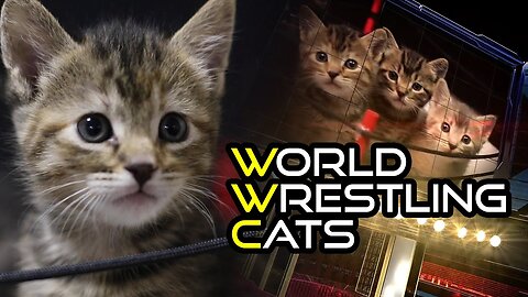 These are the cutest wrestler kittens you've ever seen.