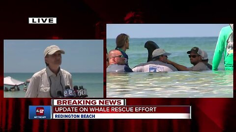 Update on whales stranded on Redington Beach