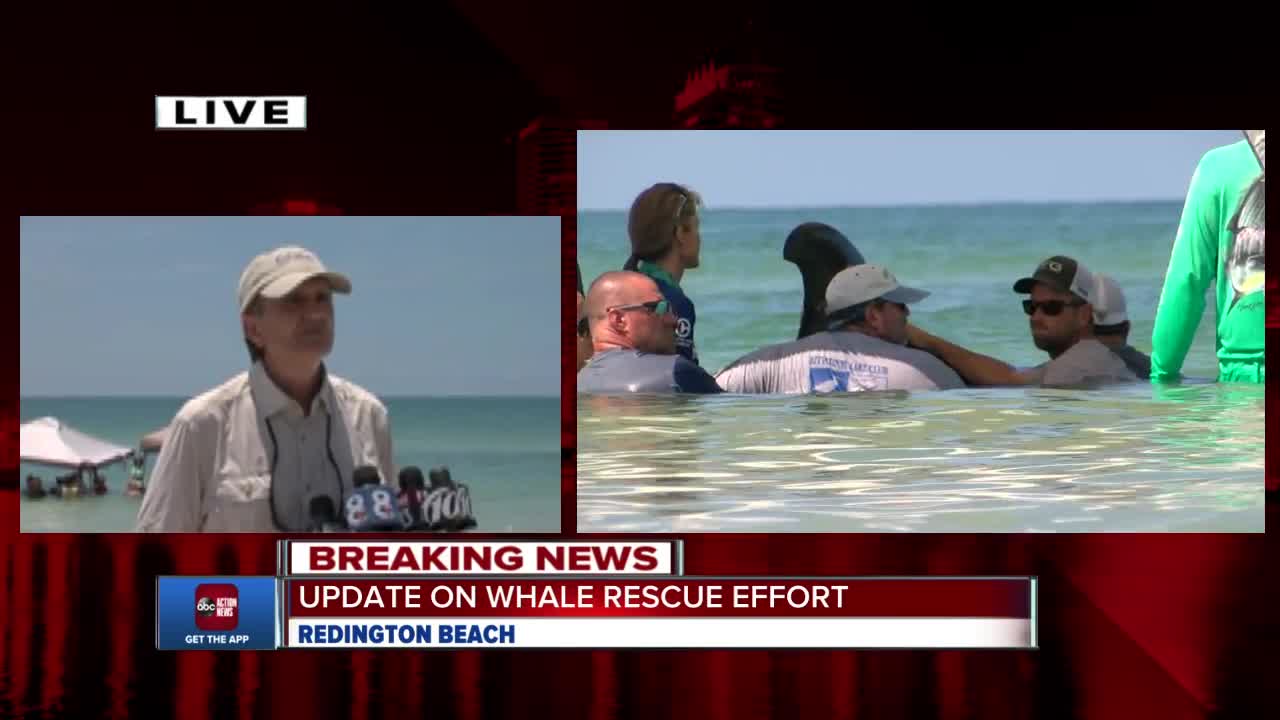 Update on whales stranded on Redington Beach