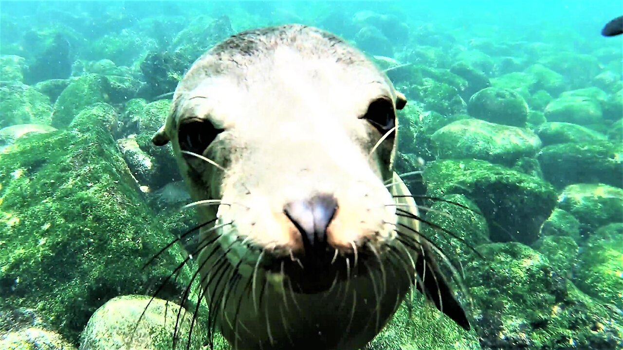 Young sea lions frolic in the shallows while waiting for their mothers