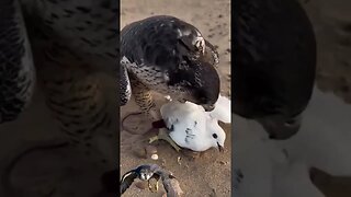 Infelizmente chegou a hora desse pombo!!