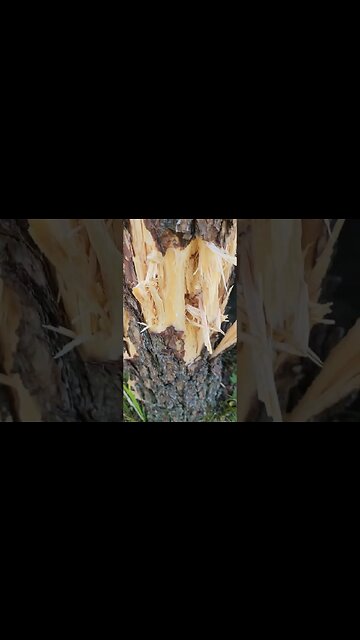 is 6.8spc dead? NOPE #6.8SPC #DEVISTATING