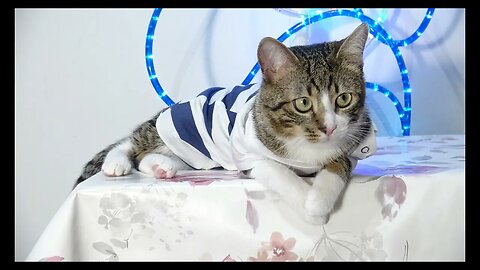 Cat Photography