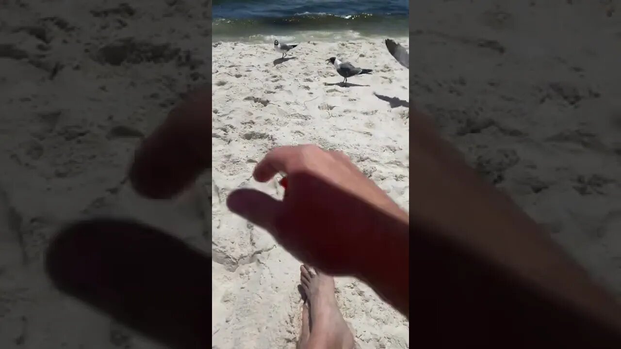 Feeding the seagulls cheetos at Orange Beach, Florida
