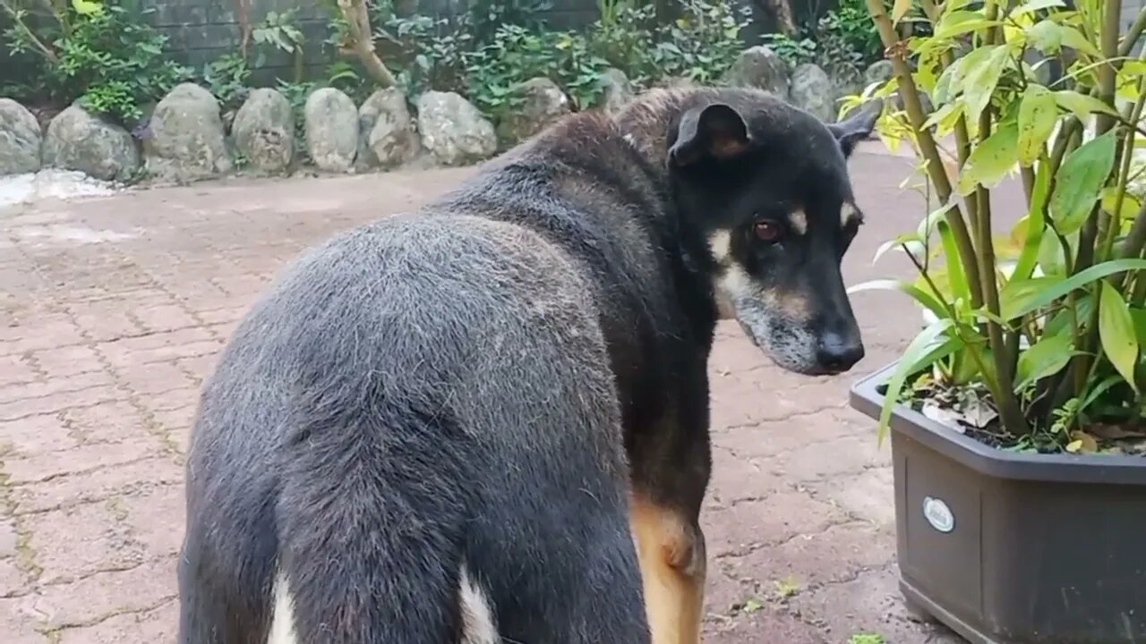 Si Anjing hitam Tuoto sedang berjemur di halaman