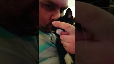 lovin on Kitty #shortsfeed #cat #shortsvideo #catlover #kitty #kittycat #cutekitty #youtubeshorts