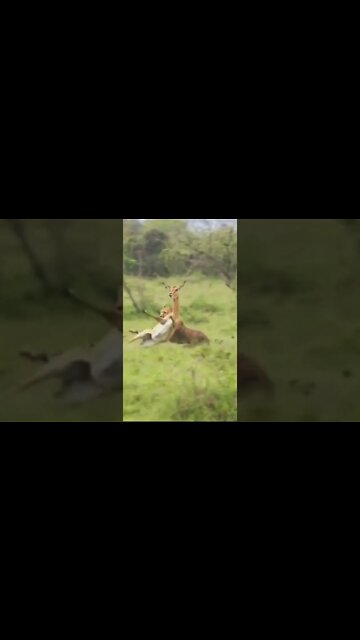 Leopard VS Deer #UbertainmentFun #Shorts #ytshorts #youtubeshorts #Dogs #Animals #viral #viral2022