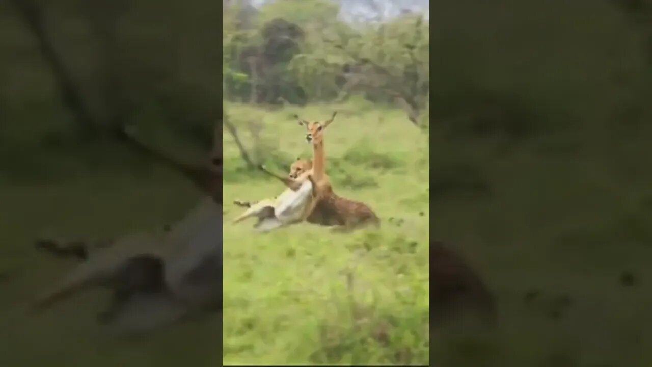 Leopard VS Deer #UbertainmentFun #Shorts #ytshorts #youtubeshorts #Dogs #Animals #viral #viral2022