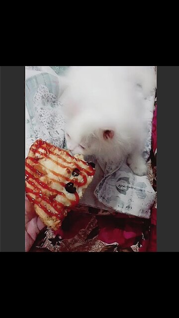 Kitten Reaction To Pizza