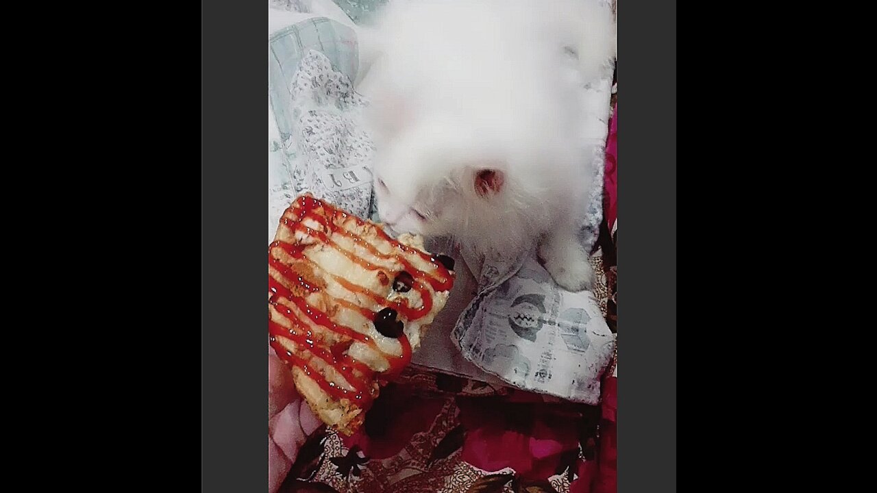 Kitten Reaction To Pizza