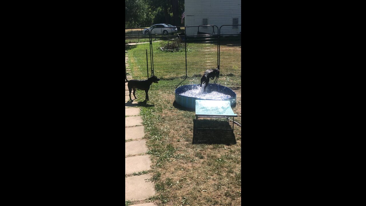 My boys 💞🐾