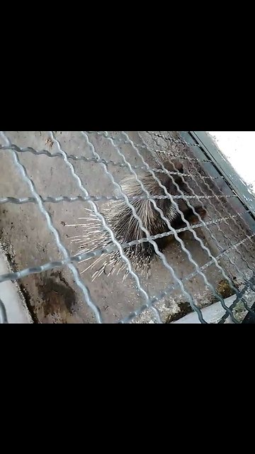 The porcupine in a park in Algeria