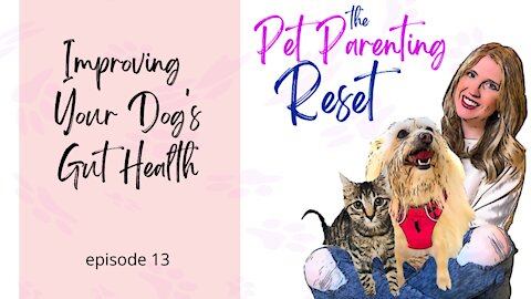 5 Tips For Improving Your Dogs Gut Health | The Pet Parenting Reset, episode 13