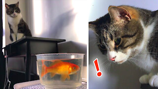 Watch What Happens When The Cat Finds Our Goldfish Alone Outside Its Tank...