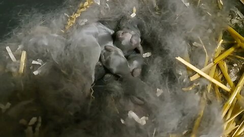 BELLA 2022. BLUE WIENER x Californian RABBITS day 2 Blauwe Wener Konijnen kits geboren dag 2