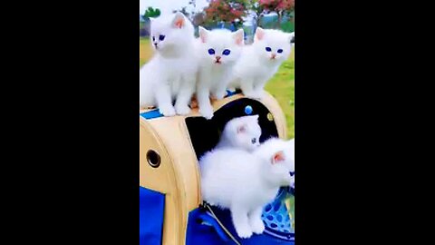 Handsome little White cat with blue eyes😍.