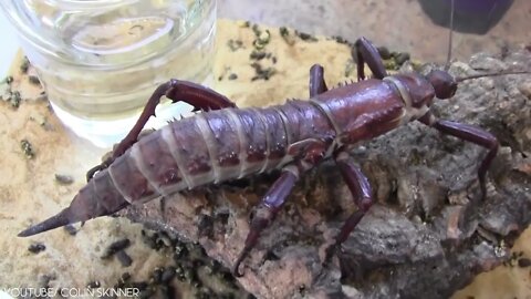 Beautiful Insects You can Keep as Pets