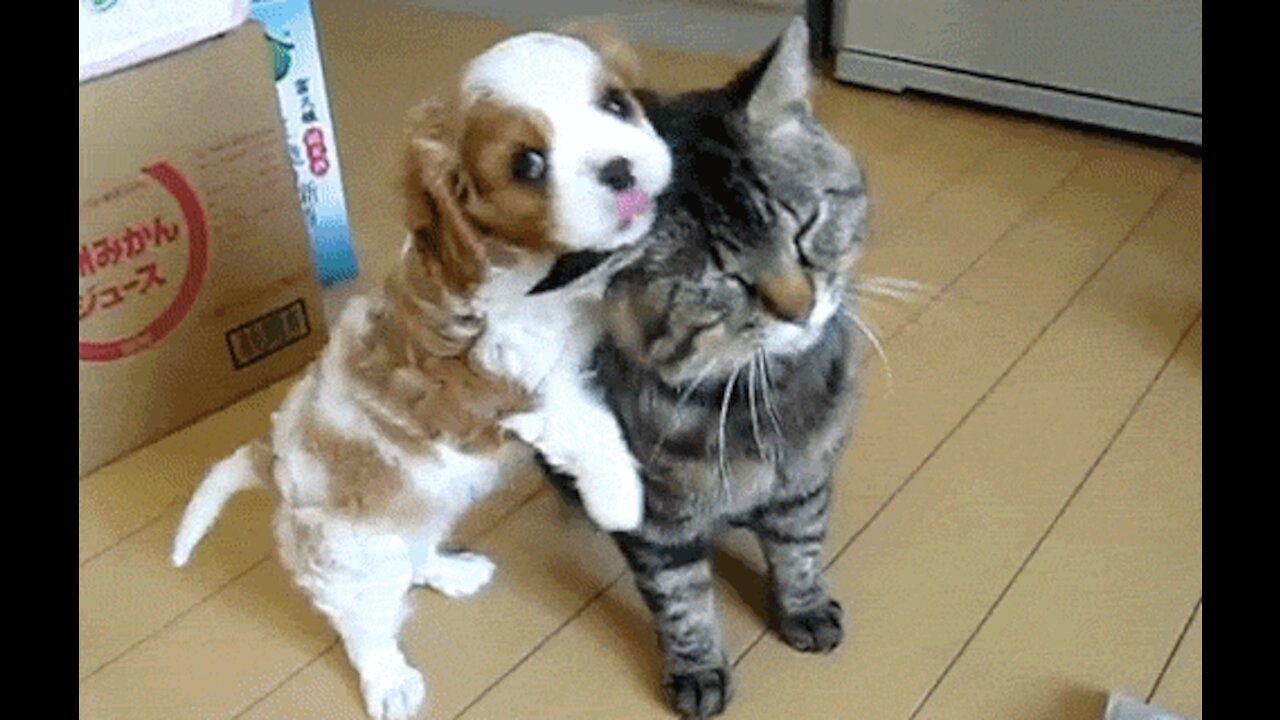Adorable Tik Tok Pets That Will Make Your Day Better 🥰