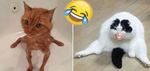Funny animal videos 2023 - Funny cats/dogs Funny animals