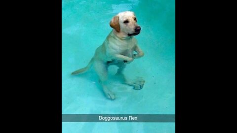 Amazing and Funny Domestic Puppy with Homeo Child