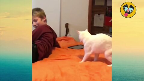 Cats attacking cats and dogs