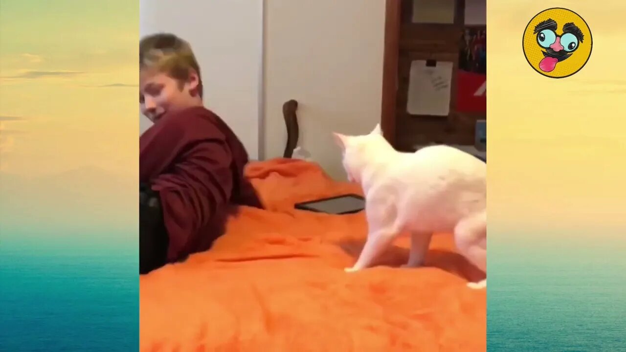 Cats attacking cats and dogs