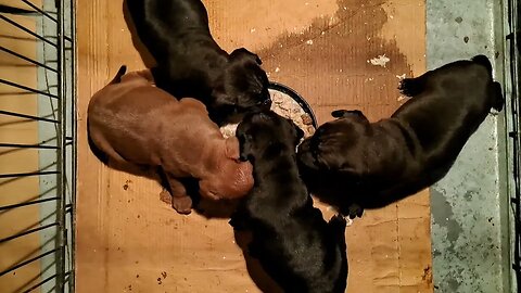 3.5 weeks Patterdale Terriers old 27days Obi2023 Strongdog Bull type performance Fell dogs litters