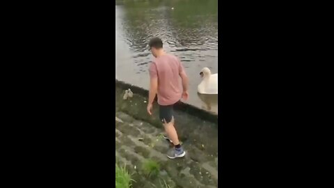 what a gentleman 👏👏 helping 🦢