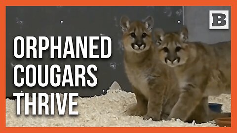 New Beginnings: Orphaned Cougar Cubs Find Home at Oregon Zoo
