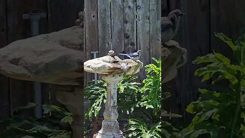 Bird Bath