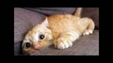 Cute And Funny Pets | Try Not To Laugh To These Pets Compilation #110 Cutest Lands
