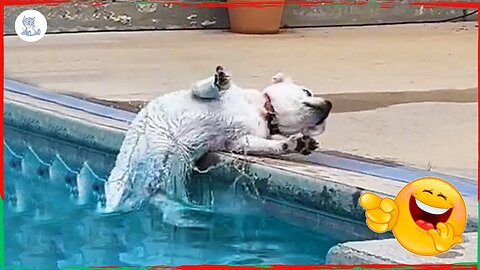 When You Want a Protection Dog and You Get It - Pets Island
