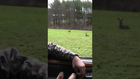Big Doe