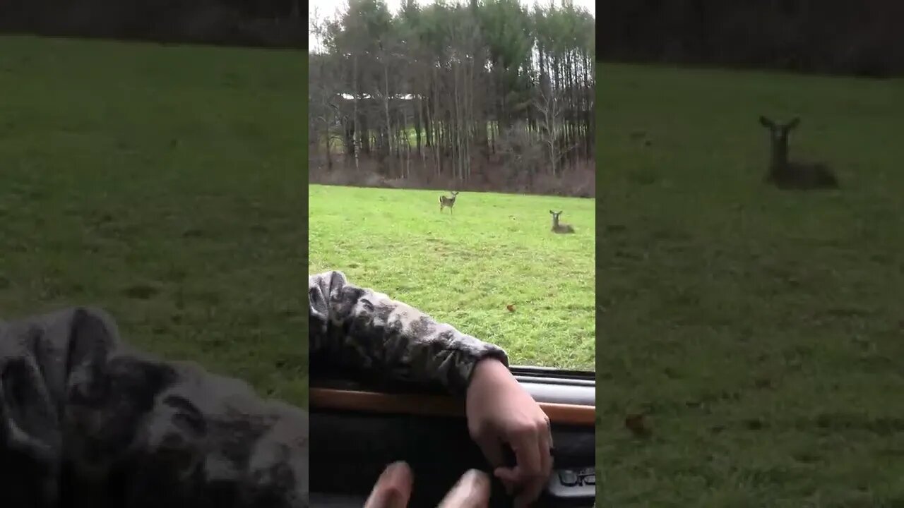 Big Doe
