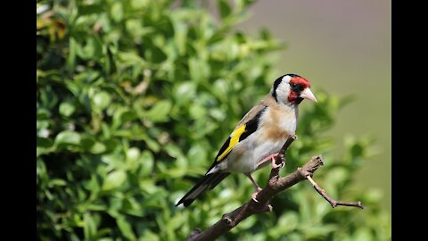 Algerian goldfinch - طائر الحسون - 阿尔及利亚金翅雀 - 알제리 금화 - अल्जीरियाई गोल्डफिंच - Алжирский щегол