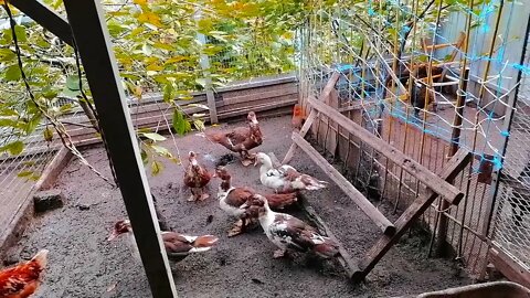 ИЗМЕНЕНИЯ НА ПТИЧЬЕМ ДВОРЕ