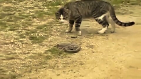 OMG! Big Eagle Kidnap a Leopard Cub, Mother Leopard Rushes To Attack Eagle But Can't Save Her Baby-8