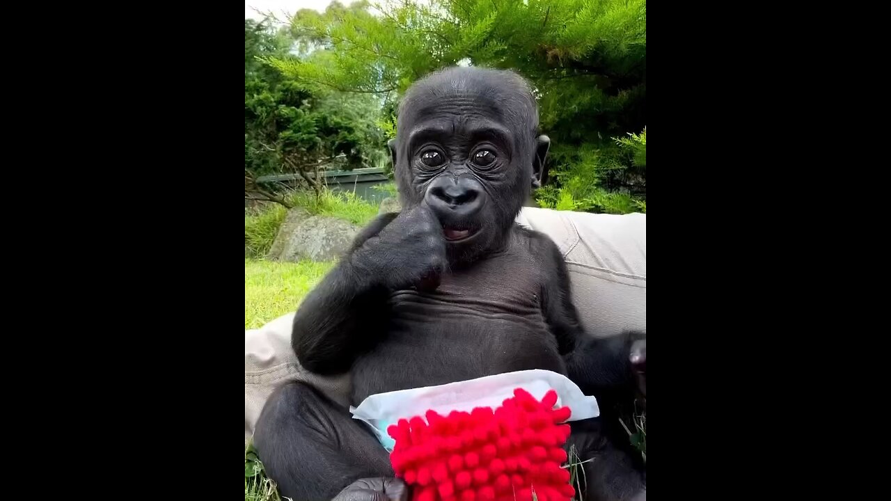 did you know that gorilla 🦍 are the world 🌎 largest primats African animal 🐈