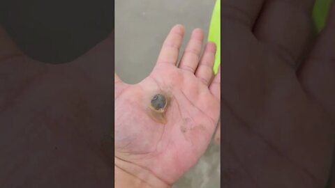 Mess'n with a Sea 🐌