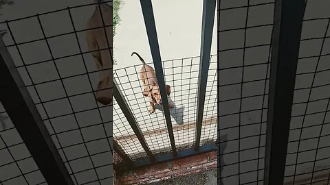 #viral #shorts #wienerdog #dog wiener dog
