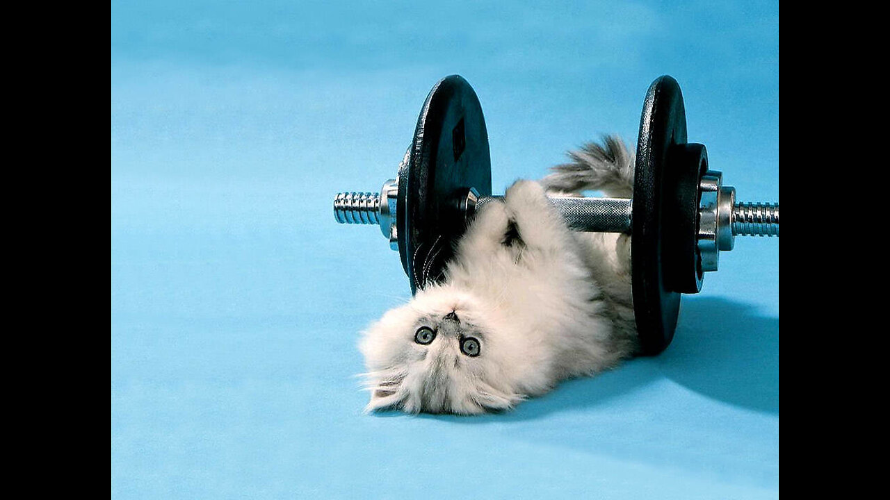 Funniest Animals 2024 😻 Best Funny Cats and Dogs Videos 😍🐶 Part 1