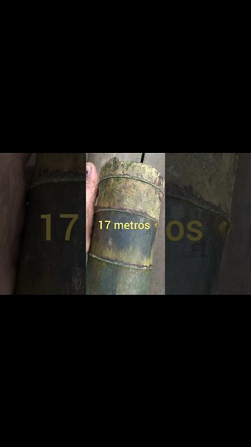 retirada de bambu mosso #shorts