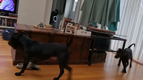 Patterdales playing ball and chase. BSL Estacado Obscura. Black Fell Terriers dogs