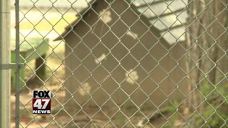 Five dogs rescued from a dog fighting ring to be put down, people fighting to save five more