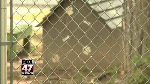 Five dogs rescued from a dog fighting ring to be put down, people fighting to save five more
