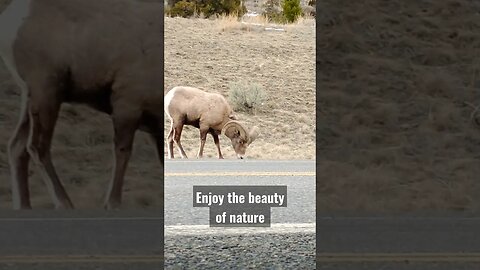 Enjoy beauty of nature! #shorts #bighornsheep #ram #bigborn #nature #wyoming #winterrange #beauty