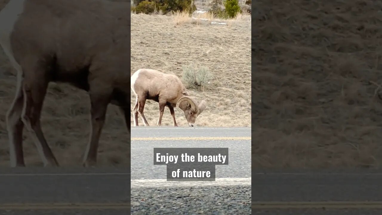 Enjoy beauty of nature! #shorts #bighornsheep #ram #bigborn #nature #wyoming #winterrange #beauty