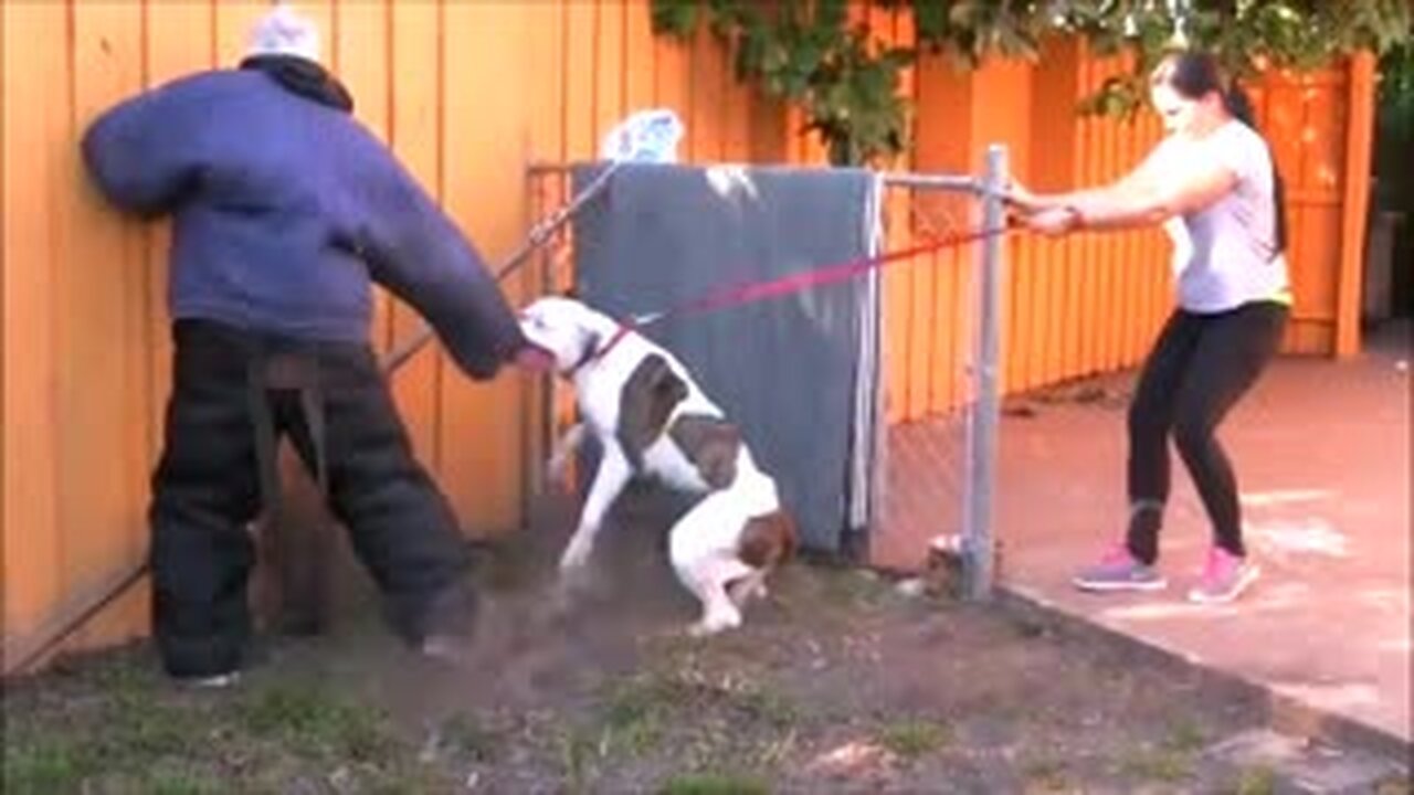 Simple Tips for Inducing Full Aggression in Dogs.