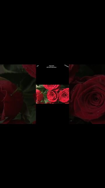 The Rose, considered the queen of flowers #flowers #shorts