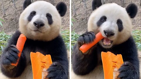 Panda eats a carrot and a piece of pumpkin wonderfully